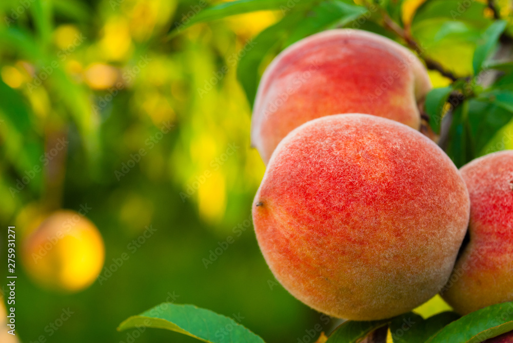 ripe peach fruits hanging on branch ripe peach fruits hanging on branch