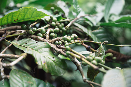 Green grains of coffee on t...