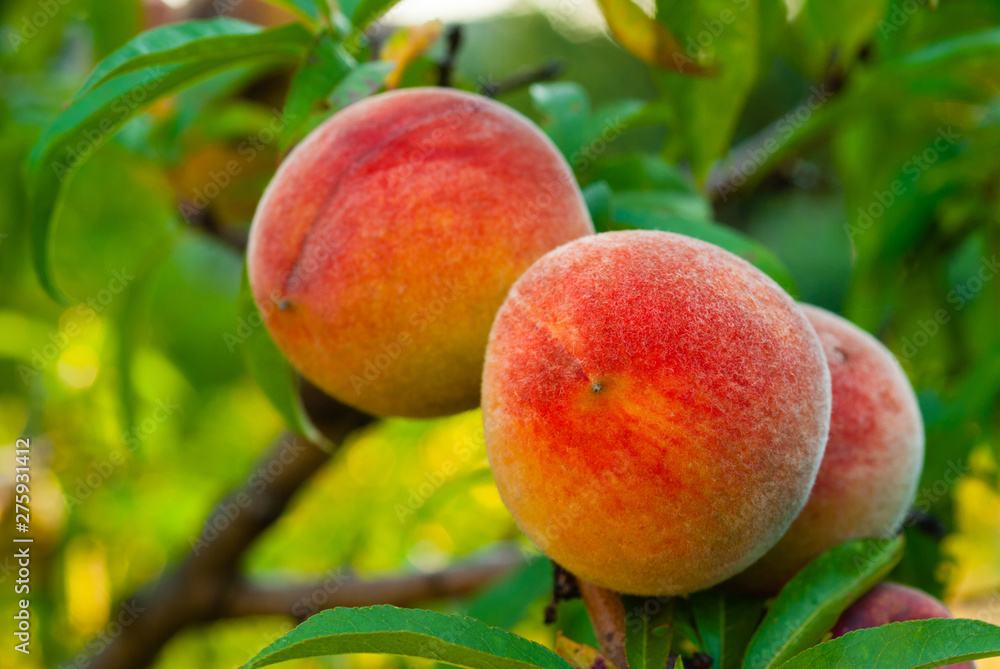 ripe peach fruits hanging on branch ripe peach fruits hanging on branch