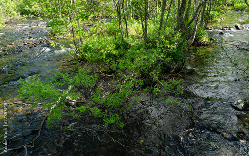 Rocky river in the northern highland taiga