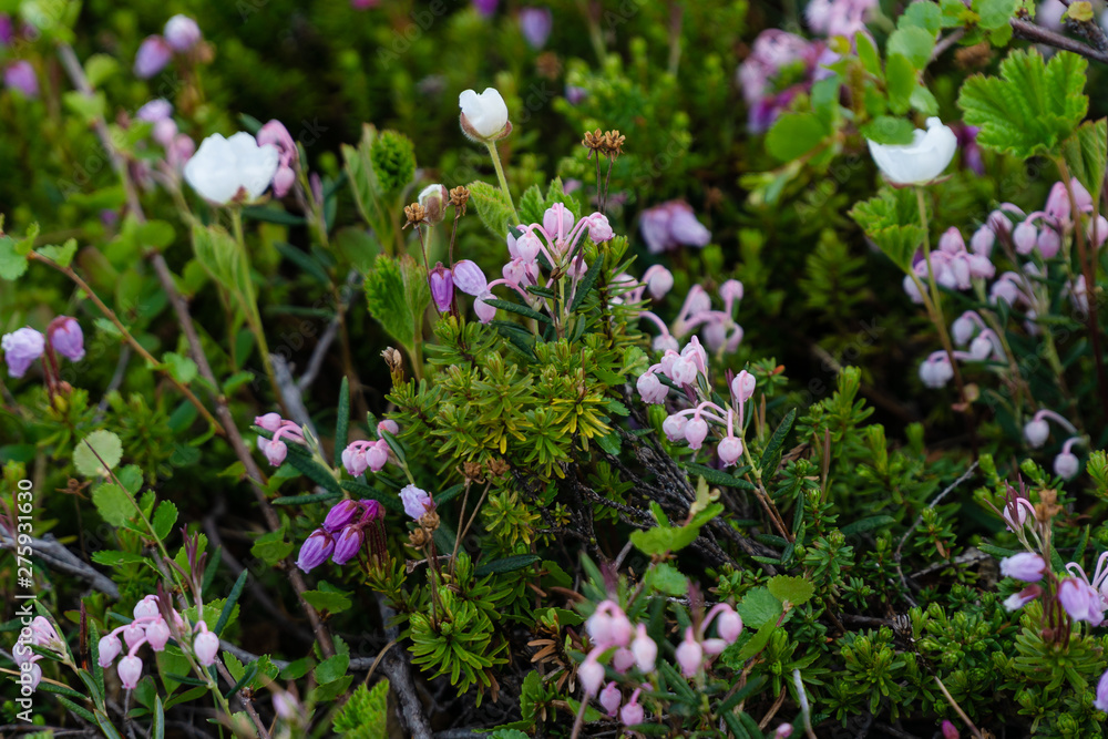 Obraz premium White flowers in the highland tundra