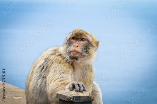 close of view of the gibraltar monkeys