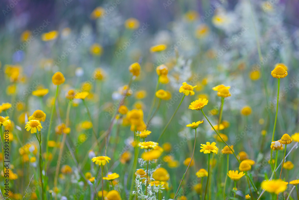 Spring, Monfrague National Park, Caceres, Extremadura, Spain, Europe