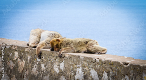close of view of the gibraltar monkeys