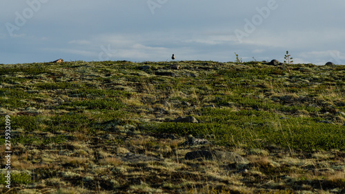 Kulik in the highland tundra photo