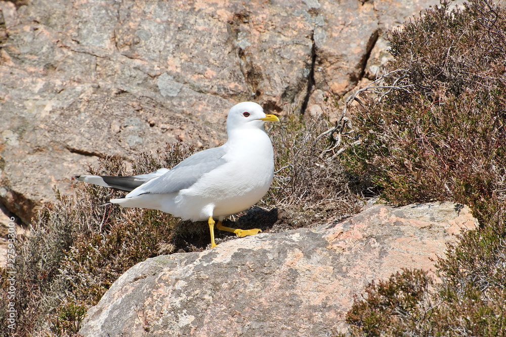 Great Black-backed Gull (Larus marinus) On the rocks and blue sky background. Great Black-backed Gull (Larus marinus) On the rocks and blue sky background.