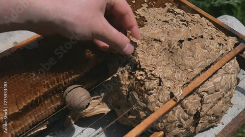 Man parses the nest of wasps. The European hornet Vespa crabro and the wasps nest narrow view. Wasps nest.