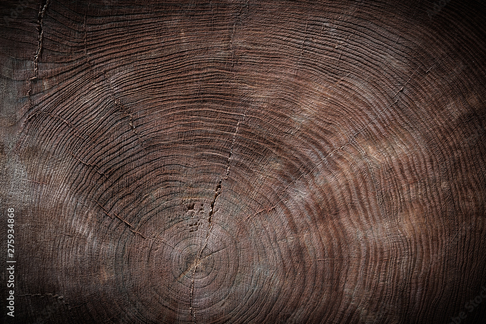 Fototapeta premium view on texture cross cut old tree trunk