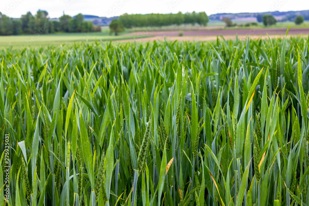 Obraz premium Champ de blé