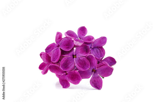 Purple lilac flowers isolated on white background