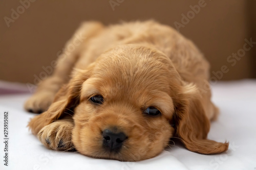 Pet animal; English Cocker Spaniel puppy sleeping indoor