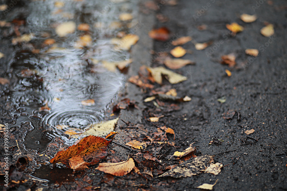 Autumn rain in the park Autumn rain in the park