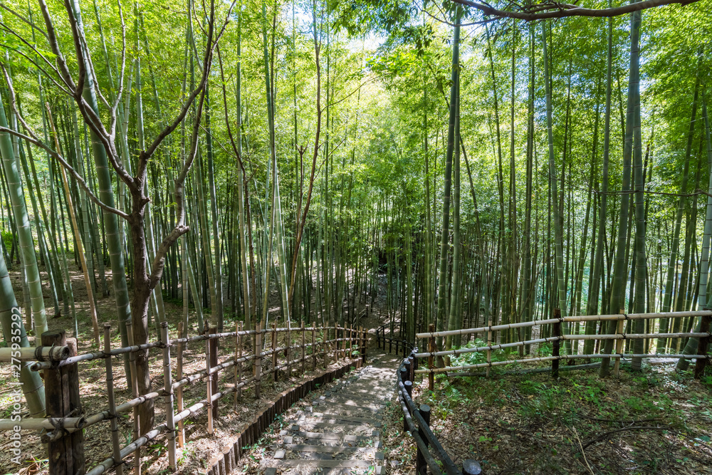 Fototapeta premium 都筑中央公園 ばじょうじ谷戸の竹林