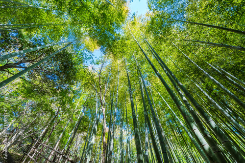 Fototapeta samoprzylepna Las bambusowy Tsuzuki Central Park Bajoji Yato