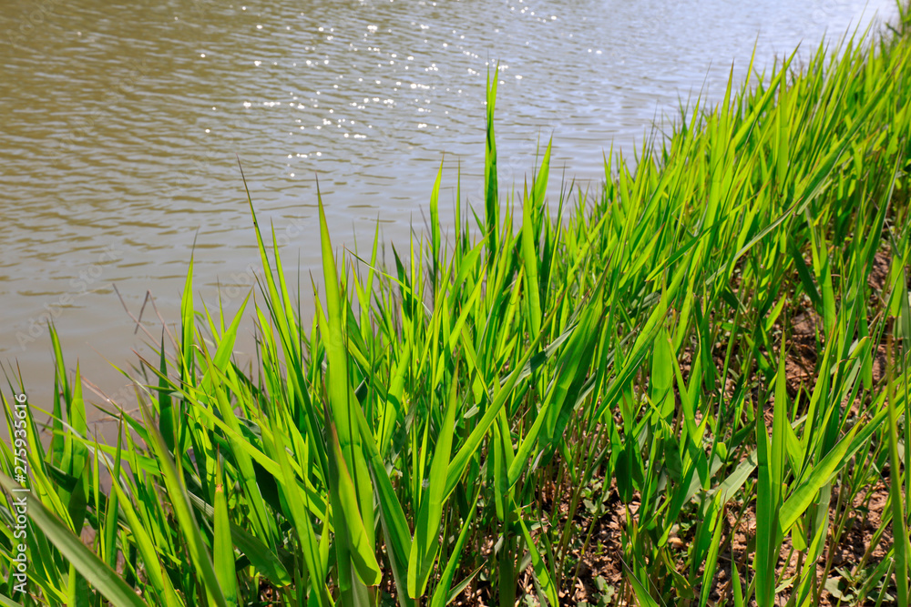 Obraz premium Phragmites australis at the water's edge