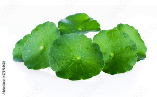 Closeup leaf of Gotu kola, Asiatic pennywort, asiatic leaf isolated on white background