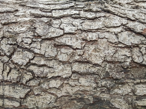 Close-up Old Tree Trunk Texture for wood texture background.