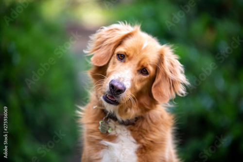 Pet animal  cute dog outdoor. House dog.