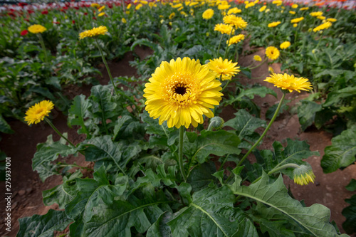 Fresh Gerbera flowers field  greenhouse. Agriculture concept photo.