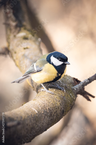great tit on branch