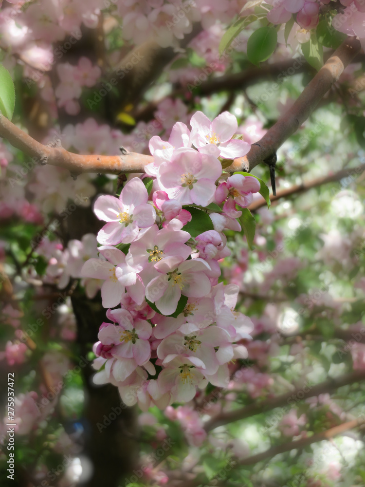 Fototapeta premium Blooming apple tree spring beautiful day