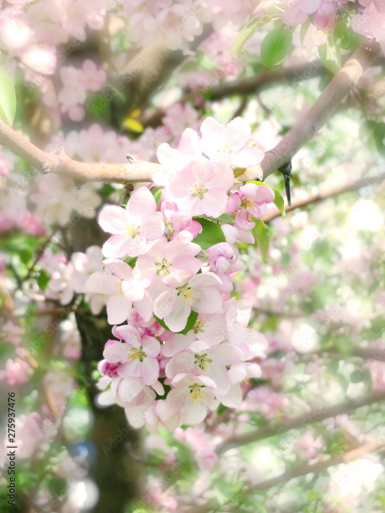 Blooming apple tree spring beautiful day Blooming apple tree spring beautiful day