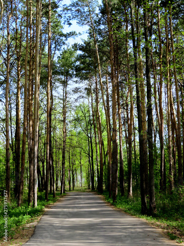 spring pine forest road with high trees