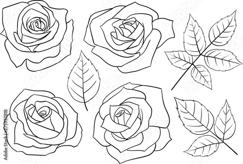 Fototapeta Naklejka Na Ścianę i Meble -  Set of hand-drawn linear roses and leaves.