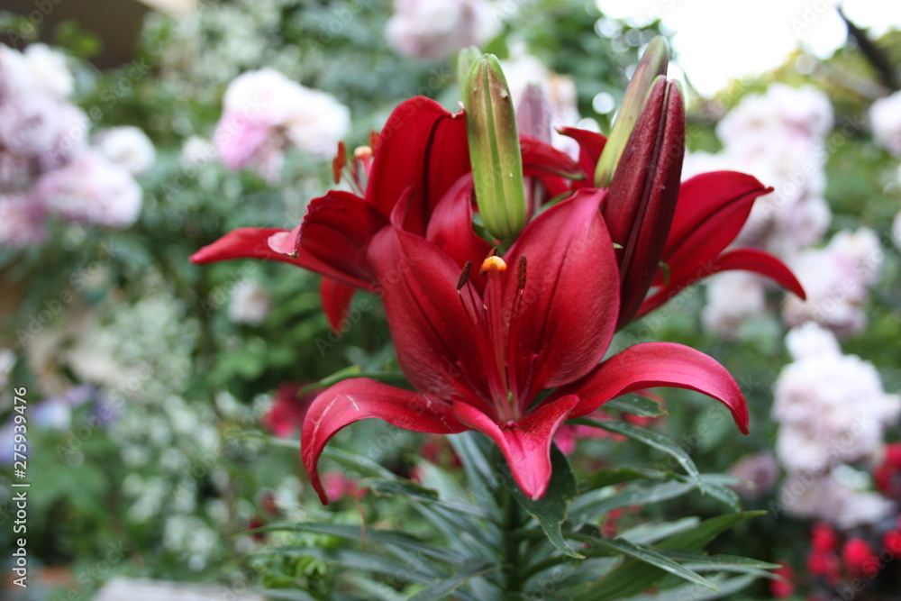 flowering red lily plant. botanical close-up and floral detail flowering red lily plant. botanical close-up and floral detail