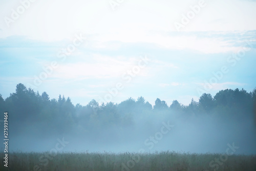 Fog in the field. Evening nature summer with white fog. © alexkich