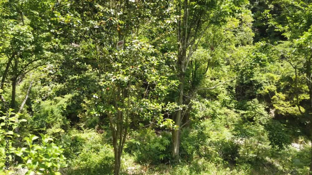 Green forest nature with trees in summer season. Green forest nature with trees in summer season.