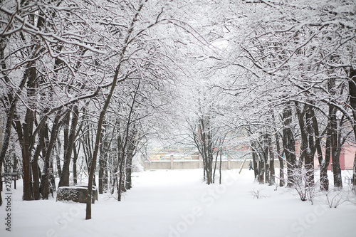 Winter landscape. Forest under the snow. Winter in the park. © alexkich