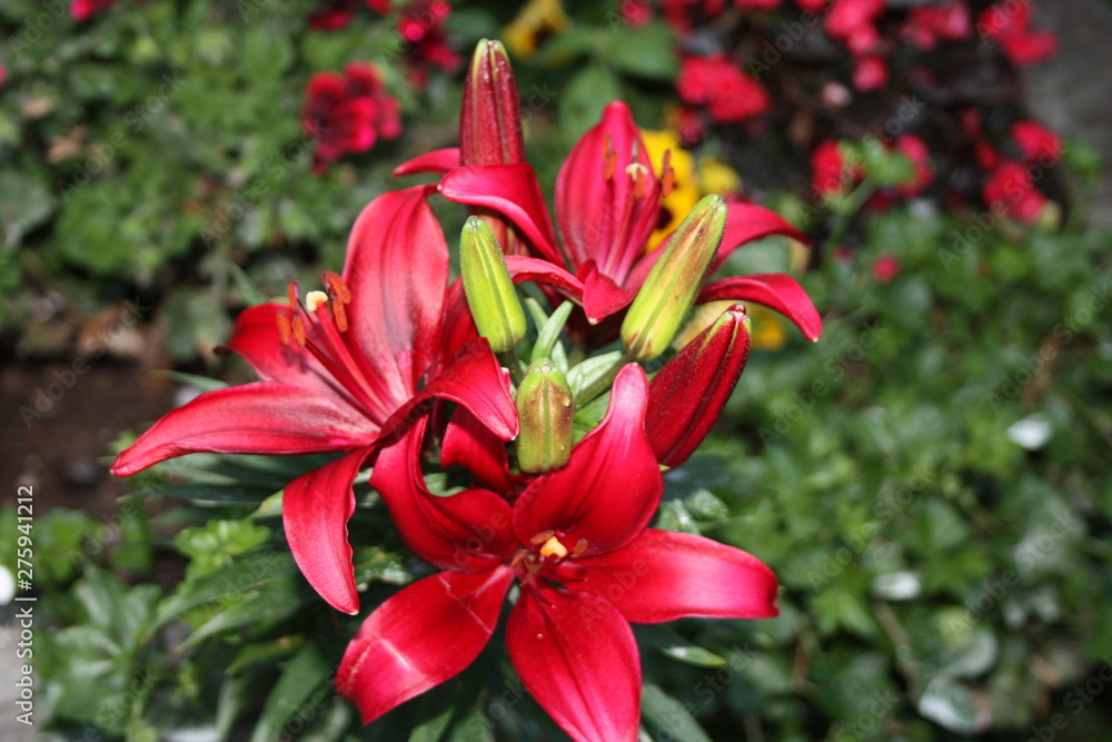 flowering red lily plant. botanical close-up and floral detail flowering red lily plant. botanical close-up and floral detail