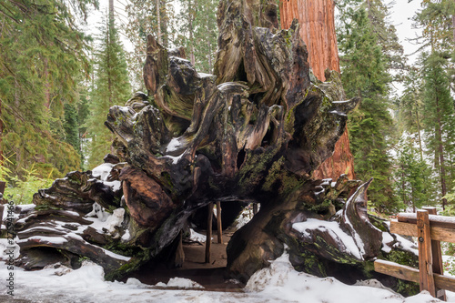 Sequoia National Park in California. The park is notable for its giant sequoia trees. USA