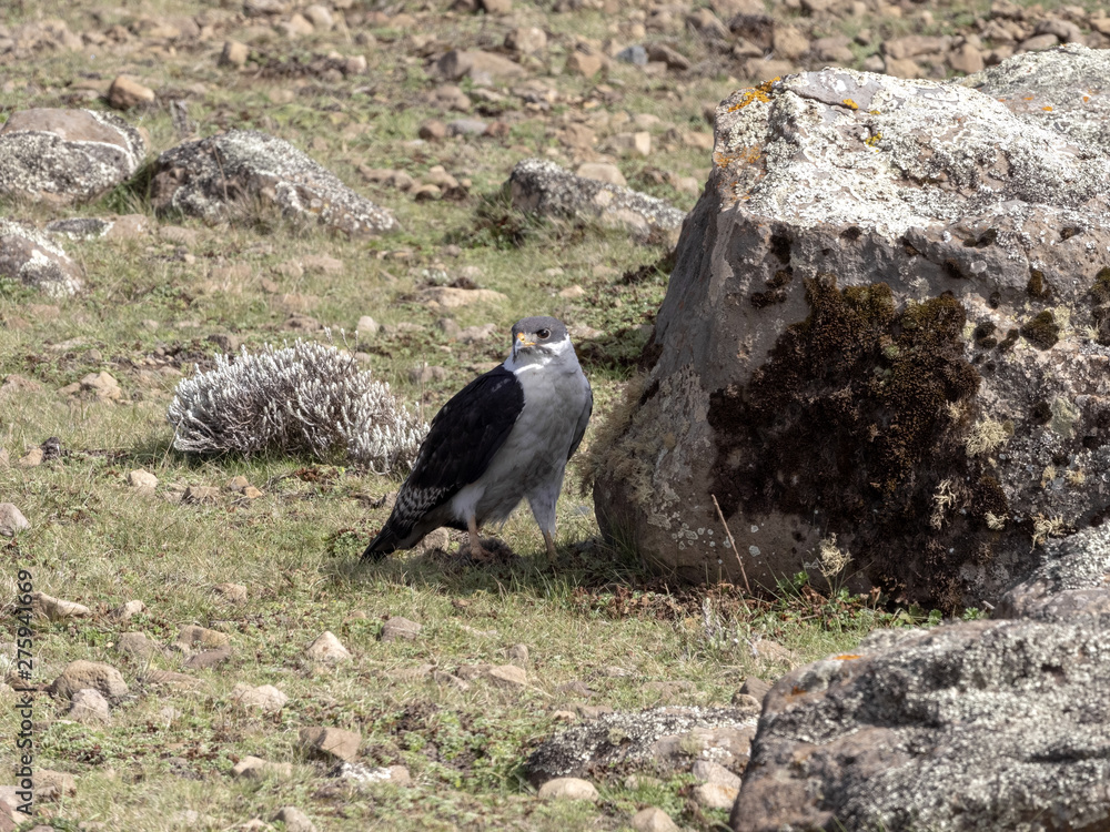 Obraz premium Augur Buzzard, Buteo augur, Bale National Park, Ethiopia.