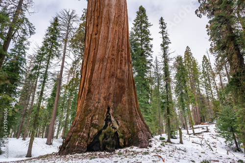 Sequoia National Park in California. The park is notable for its giant sequoia trees. USA