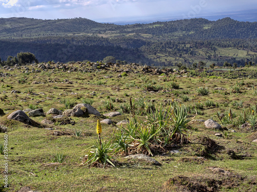 Landscape in Sanetti Plateau, Bale National Park, Ethiopia photo