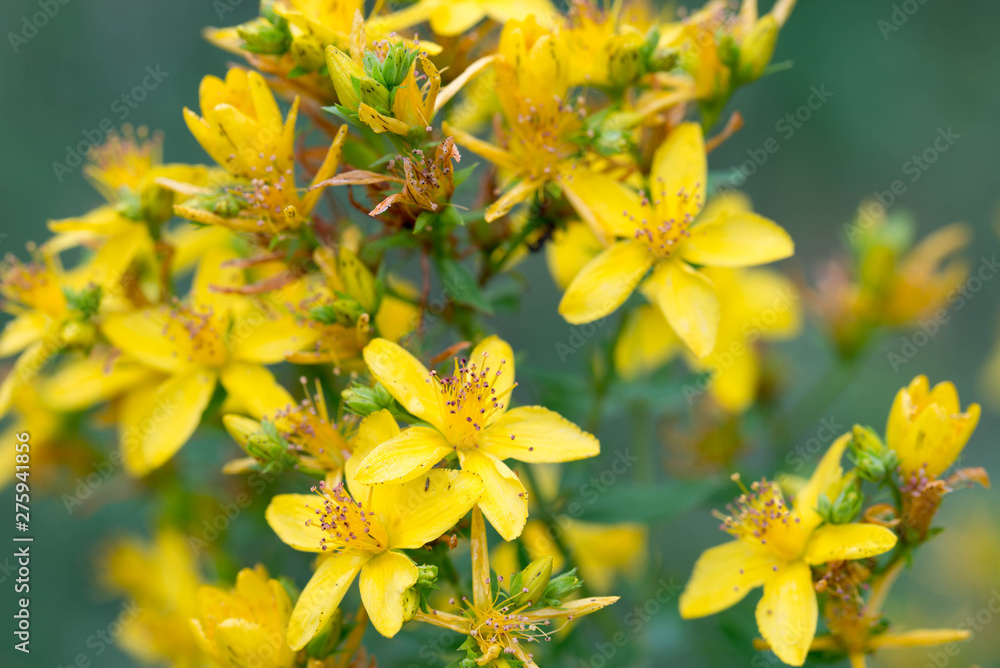 St. John's Wort, hypericum perforatum yellow flowers macro St. John's Wort, hypericum perforatum yellow flowers macro