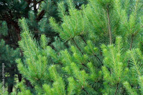 green pine twigs closeup