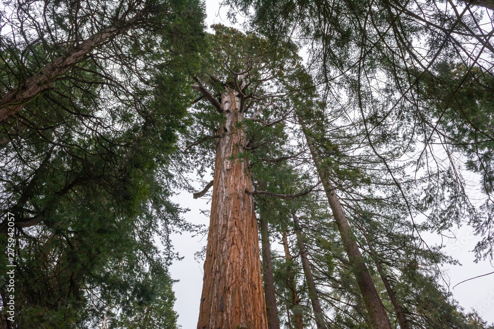 Fototapeta premium Sequoia National Park in California. The park is notable for its giant sequoia trees. USA