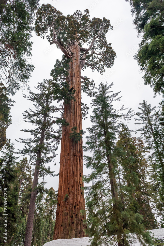 Fototapeta premium Sequoia National Park in California. The park is notable for its giant sequoia trees. USA