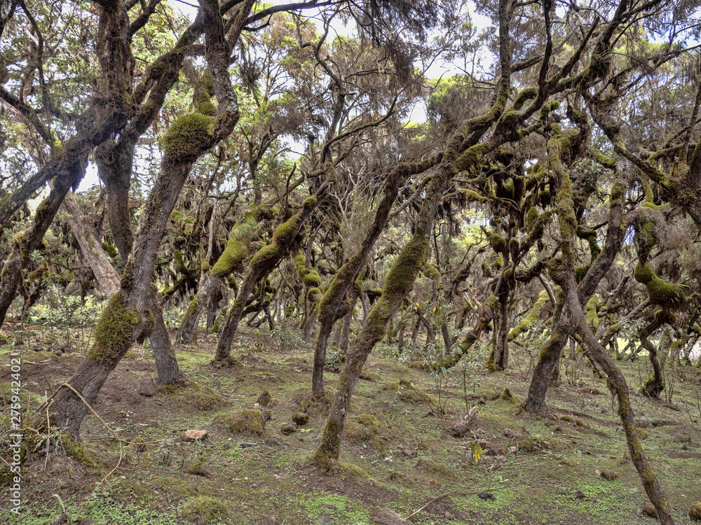 Fototapeta premium Tree heath, Erica arborea, Harenna reserve, Bale National Park, Ethiopia.
