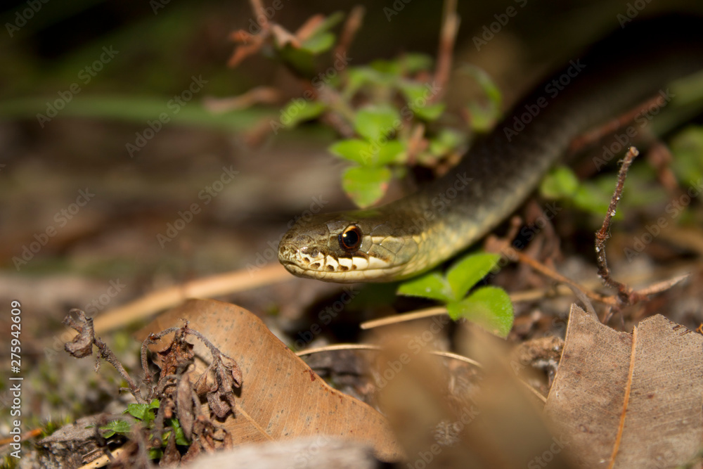Marsh Snake, Hemiaspis signata Marsh Snake, Hemiaspis signata