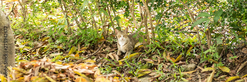 Canvas Print stray tabby sit on a grassland