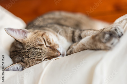 Fototapeta funny tabby cat sleep on a bed