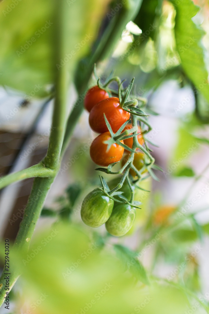 Organic tomatoes growing in the garden