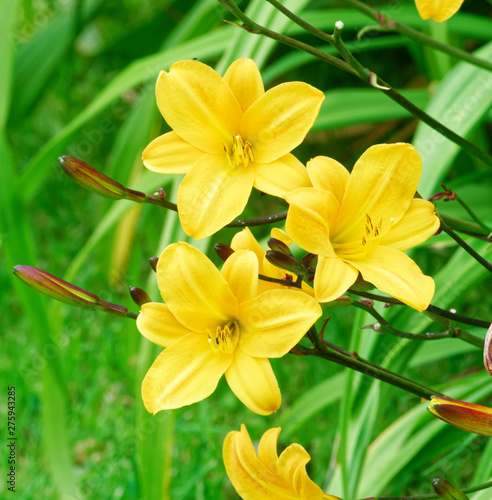 Day Lily.