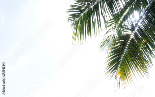 Coconut tree on blue sky Clouds on background, with copy space for your text. © KK Studio