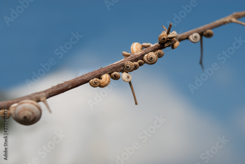 A lot of shelled snails set up on the branch on the natural clear blue sky background. Beautiful molluscs on the plant, closeup. © Sa_Shiko