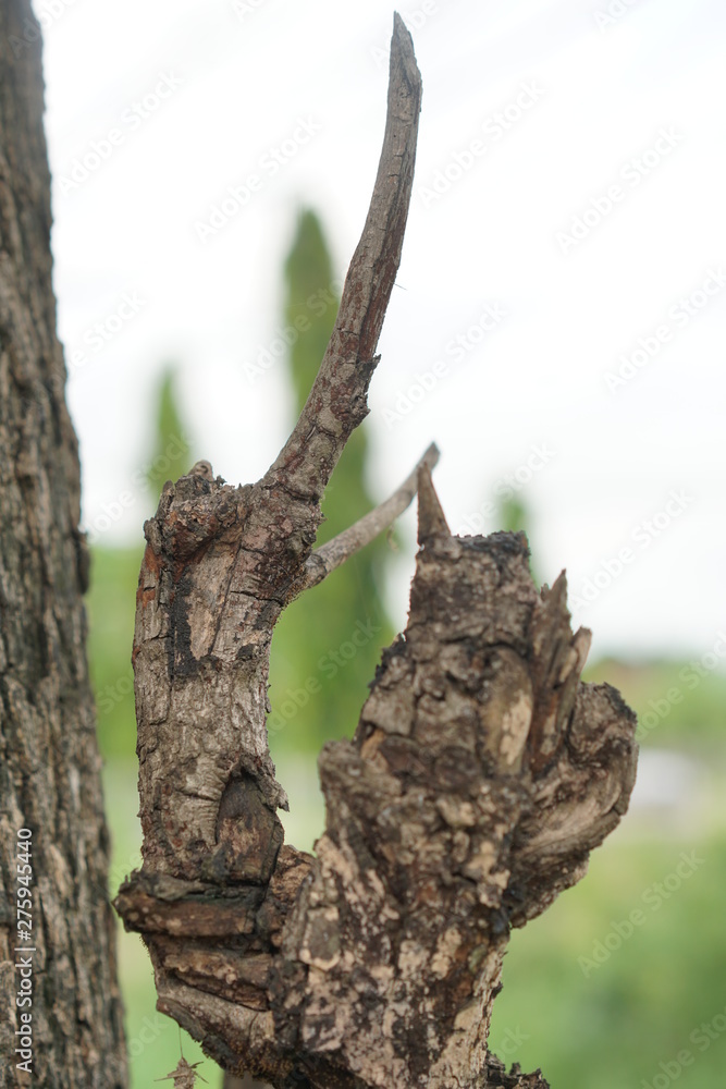 Naklejka premium tree growing from soil